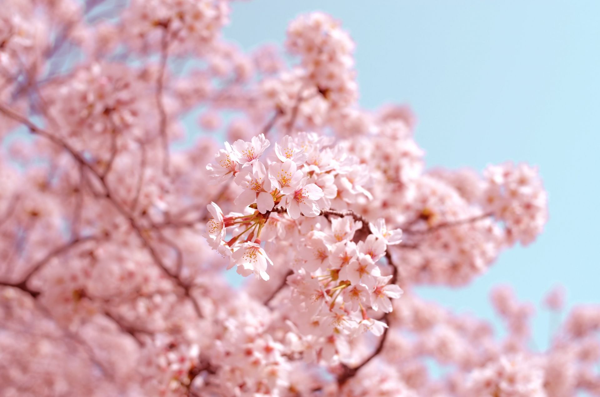 【關西賞櫻去】今年，是日本近十年來最好拍的櫻花季
